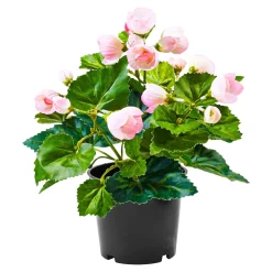 Die moderne Hausfrau Begonienbusch rosa