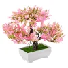 Die moderne Hausfrau Blühender Bonsai rosa