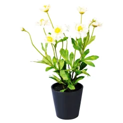 Die moderne Hausfrau Kunst-Chrysantheme weiß