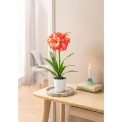 Die moderne Hausfrau Kunstpflanze "Klivie"