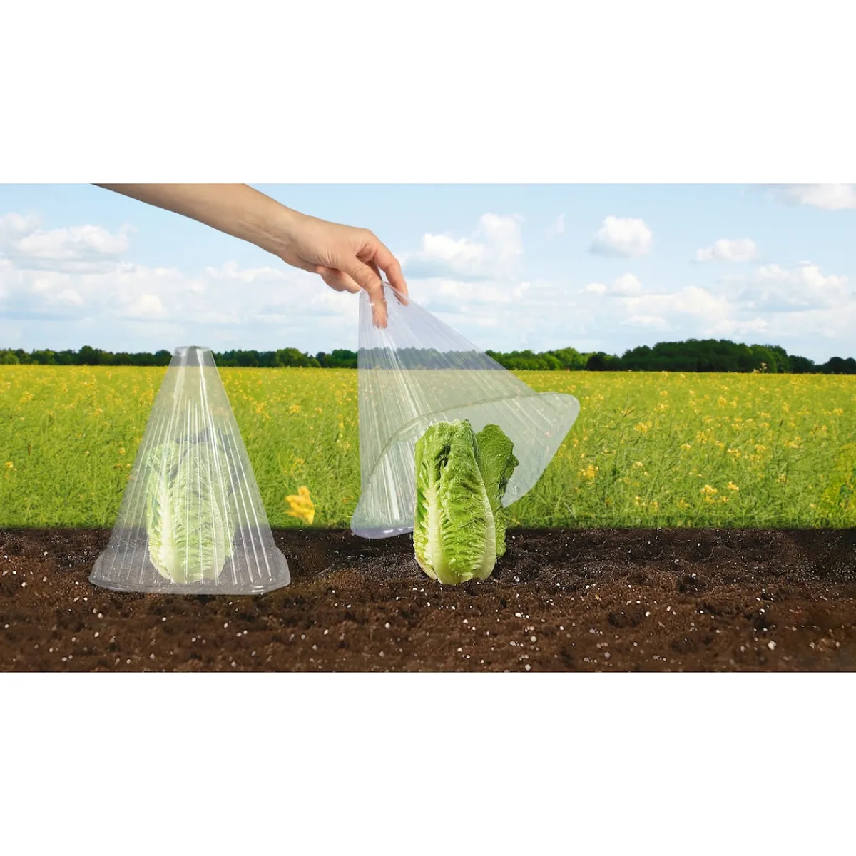 Die moderne Hausfrau Pflanzenhut, 10 Stück