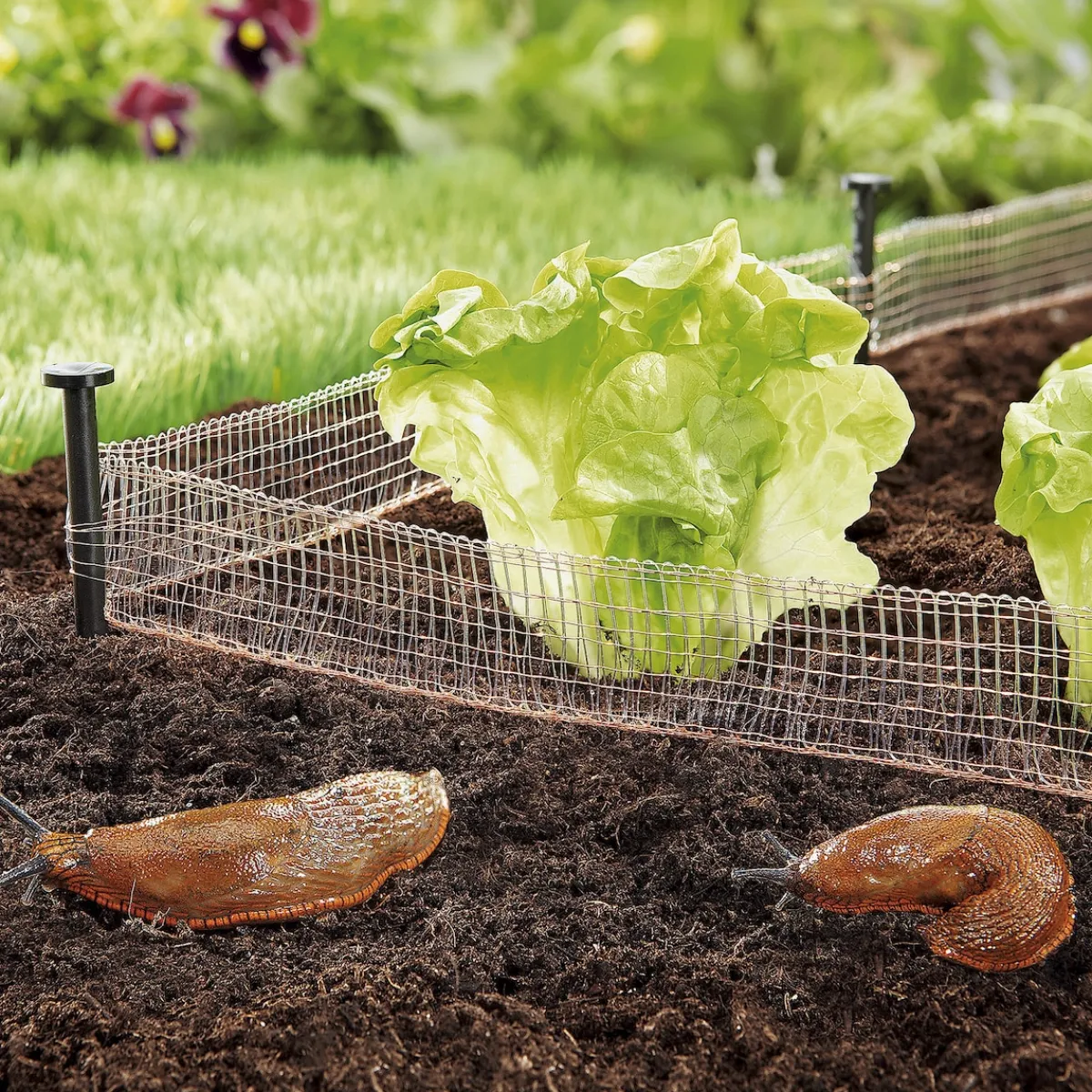 Die moderne Hausfrau Schneckenzaun aus Kupfer