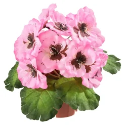 Die moderne Hausfrau Stiefmütterchen rosa